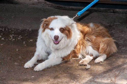 Circle M Classic Car Show 2025