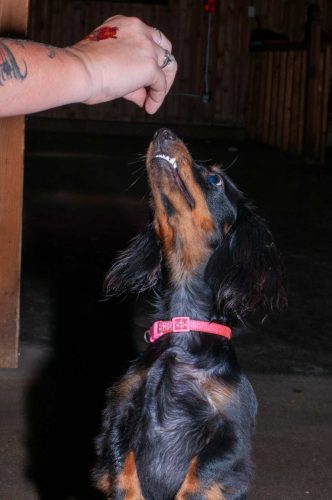 Circle M Classic Car Show 2025